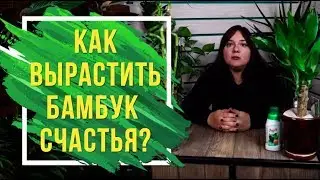 Как вырастить бамбук счастья у себя дома 🍀 Драцена Сандера домашние растения