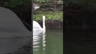 Swans swimming water bird fowl #wildlife #shorts #birds