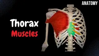 Muscles of the Thorax (Origin, Insertion, Function)