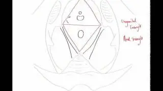 Perineal Pouches Part 1
