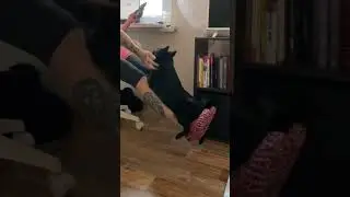 игры с шипперке