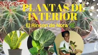 😍LAS MEJORES PLANTAS DE INTERIOR|| EL RINCÓN DE NORA