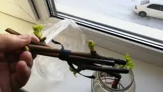 самое подходящее место для укоренения винограда.