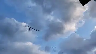 Canadian Geese Oct 11 2021