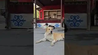 төбет ит tobet dog собака 2023 ж. 7 қараша