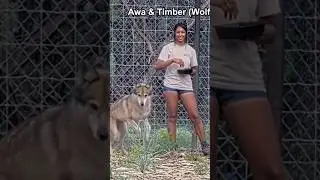 Why it’s important to keep animals in captivity 🐺 #shorts #wolf #conservation #notapet #alveus