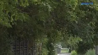 Крона как корона. Почему в Новотроицке своевременно не обрезают ветки во дворах?