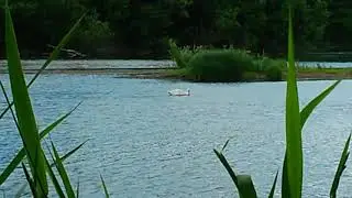 Лебедь 1 шт.