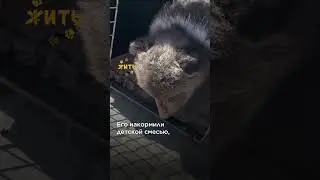 История спасения маленького медвежонка @shortszoozhit  #спасение #животные #медвежонок #shorts