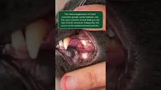 Feline Tooth Resorption | Merck Veterinary Manual