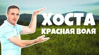 ВИДЕО-ОБЗОР 2-Х УЧАСТКОВ В ХОСТЕ