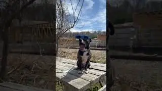 Ernie is Solar Eclipse Ready (Ramapo-Bergen Animal Refuge)
