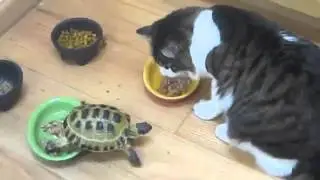 Черепашка гопает котов :D