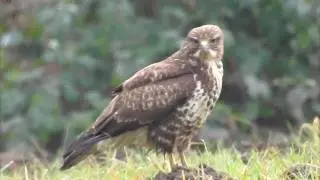 La POIANA 