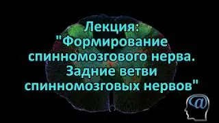 Формирование спинномозгового нерва. Задние ветви спинномозговых нервов. Лекция. Анатомия ЦНС