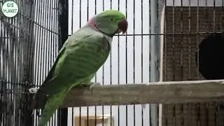 Beautiful Budgies Sound | Albino Red Eyes Sound |Talking Parrots | GIS PLANET
