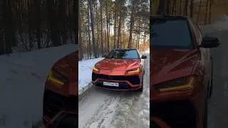 Урус в лесу