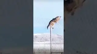 Сколько волка не корми все равно в лес убежит 😱