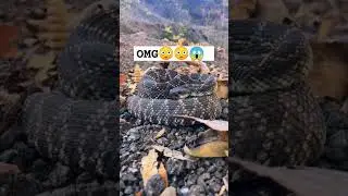 Amazing Animals 😳 #animals #shortsfeed #shortsvideo #shortsviral #amazing