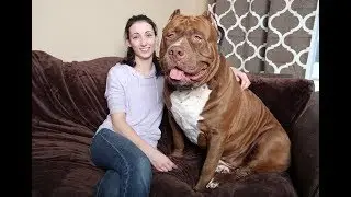 Top 10 Pictures of Big Hulk Dog