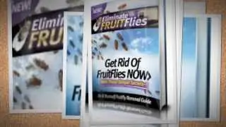 How To Get Rid Of Fruit Flies In House With Vinegar, Egg, Alcohol