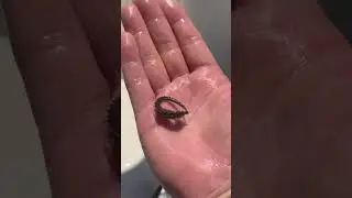 New England Seahorse - Catch & Release