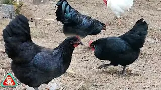 Australorp hens started laying eggs at 6 months of age