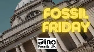 Cardiff Museum! (Fossil Friday Ep 5)