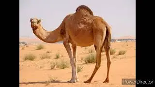 dromedary camel sound effects