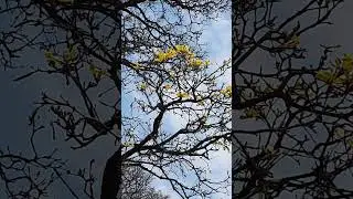 Colibrí en un lapacho