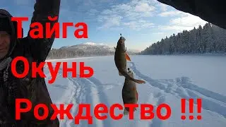 В ТАЙГУ НА РОЖДЕСТВО!!!/ ОКУНЬ И ЩУКА НА ЖЕРЛИЦЫ!!!/КАПКАН НА СОБОЛЯ!!!/ЗАЧЁТНАЯ РЫБАЛКА!!!