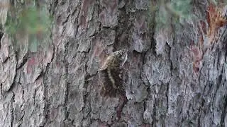 Пищуха (Certhia familiaris) чистит перышки
