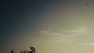 Чайки в Купчино ❤️