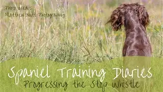 Gundog Training - Progressing the stop whistle and directional cues