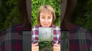 Слизней не будет! Супер средство!!! 