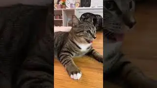 Beautiful Meow😻😻 #cat #catlover #pets #shortsviral #shortsfeed