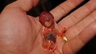 ПЕРВЫЙ ЖИВОЙ ГОМУНКУЛ КОТОРОГО УДАЛОСЬ ВЫРАСТИТЬ!Смотрим НА ГОМУНКУЛА!!!ЖУТЬ!!!