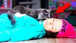 MY CAT AND DOGS REACT TO ME 