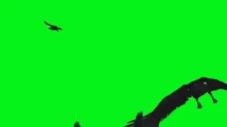 bird flying green screen video from WD green screen