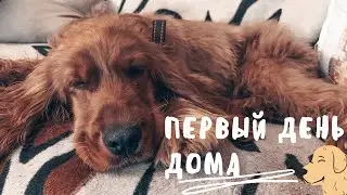 Первые дни спаниеля дома