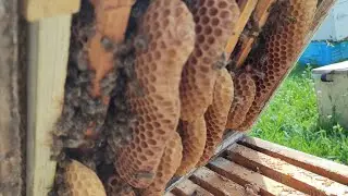➤ Що впливає на силу сімей ➤ Ціна меду ➤ Ріпак