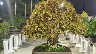 Aktivitas BONSAI