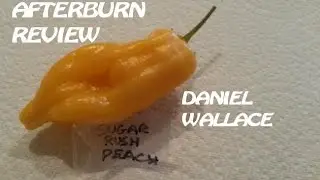 Sugar Rush Peach Pepper (from Daniel Wallace) | Afterburn Pod Review