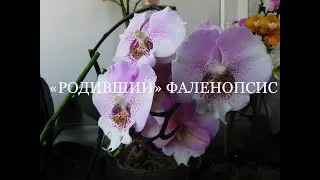 Как дела у пациента?!))) Новинка - ароматка. Амстердам лишился последнего цветоноса!
