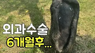 나무수술후 꼭 알고계셔요!
