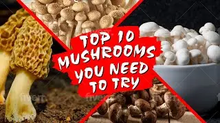 10 Mushrooms You NEED To Try | Just Mushrooms