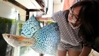 FV VLOG #125: Basics in Guppy Grooming & Breeding