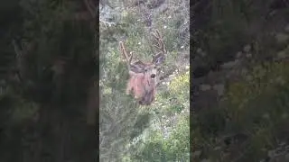 UTAH VELVET MULE DEER