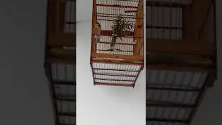 Viuvinho Golinha de Azulão Sergipe