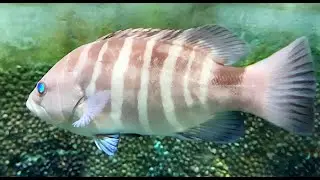 マハタ　Grouper, Rock- cod, Seven band grouper　Hyporthodus septemfasciatus